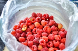 Raspberries just picked up from the garden.